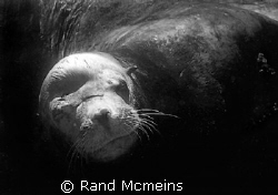 Old Bull Sealion by Rand Mcmeins 